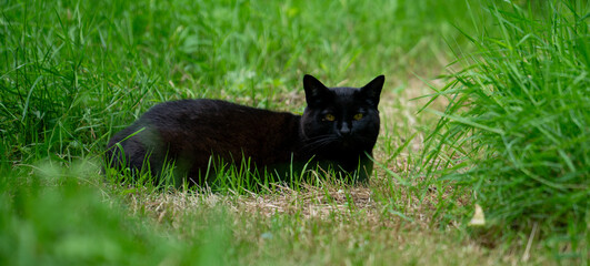 black cat on grass