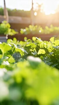Close-up view of fresh green coriander plants growing in the garden bed, with sunshine creating a warm, organic and vibrant atmosphere.