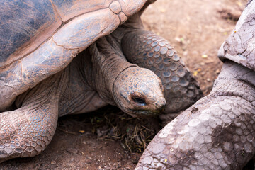 turtle on the ground
