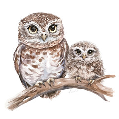 A Mother Owl With Her Kid, watercolor painting vector, high quality, isolated on a white background.