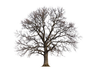 High-quality PNG image of a large deciduous tree with bare, frosted branches, isolated on a transparent background. The tree has no leaves and is covered with light frost or snow, symbolizing winter, 