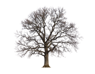 High-quality PNG image of a large deciduous tree with bare, frosted branches, isolated on a transparent background. The tree has no leaves and is covered with light frost or snow, symbolizing winter, 