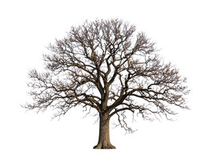 Obraz premium High-quality PNG image of a large deciduous tree with bare, frosted branches, isolated on a transparent background. The tree has no leaves and is covered with light frost or snow, symbolizing winter, 