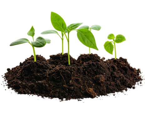 High-resolution PNG image of three young green seedlings sprouting from fresh soil, isolated on a transparent background