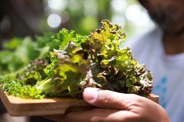 A smiling plus-size woman holding a wooden tray filled with fresh leafy greens,healthy living and natural food
