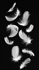 Obraz premium White Feathers Falling on Black Background