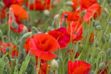 red poppy field