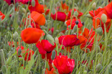field of poppies