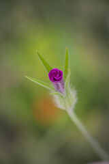 dragonfly on a flower