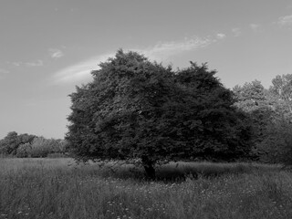 Black and white image of a lone tree in a flower-covered field. A minimalist and timeless...