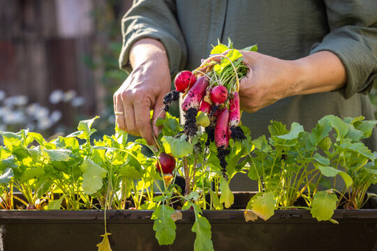 Gardener harvesting fresh radishes from garden planter - Powered by Adobe