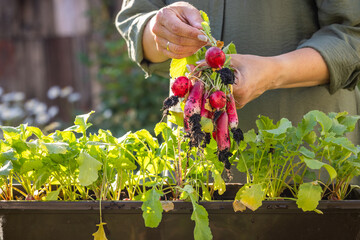 Gardener holding freshly picked radishes from garden bed