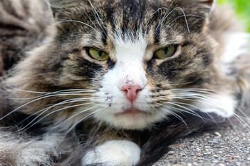 Close up portrait of a street cat outdoors