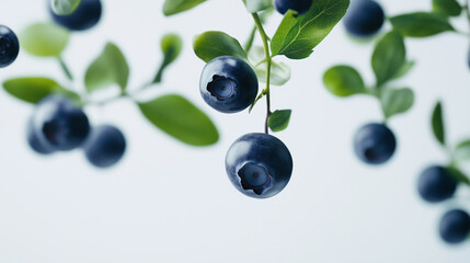 Plump blueberries hanging delicately from branches in a bright, natural setting during summer harvest season