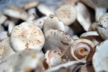 close up of mushrooms