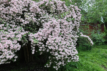 Home garden with flowering bush Abelia, a member of the honeysuckle family