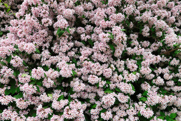  flowering bush Abelia, a member of the honeysuckle family
