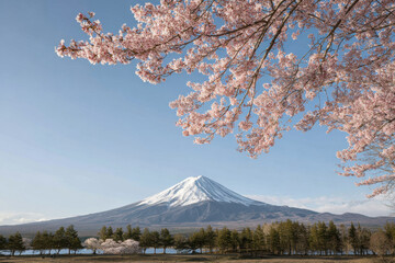 breathtaking view of mount fuji under clear blue sky surrounded by vibrant cherry blossoms in full bloom