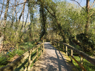 Uima River Walkways Path. A wooden walkway with railings stretches through a sun-dappled forest alongside the Uima River in Santa Maria da Feira, Portugal, inviting a peaceful stroll