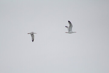 Dos Gaviotas Patiamarillas​ (Larus michahellis) volando juntas