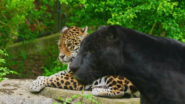 Solitary jaguar lies on a rock, resting in public zoo