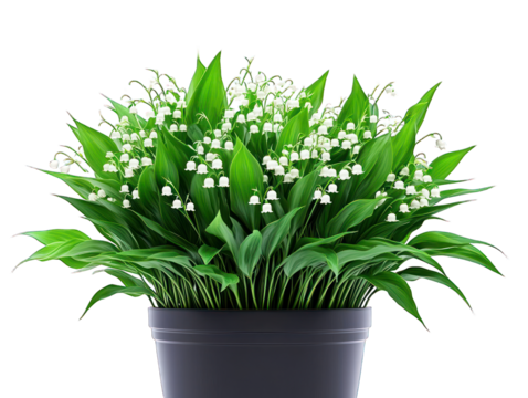Lily of the valley in dark pot, full