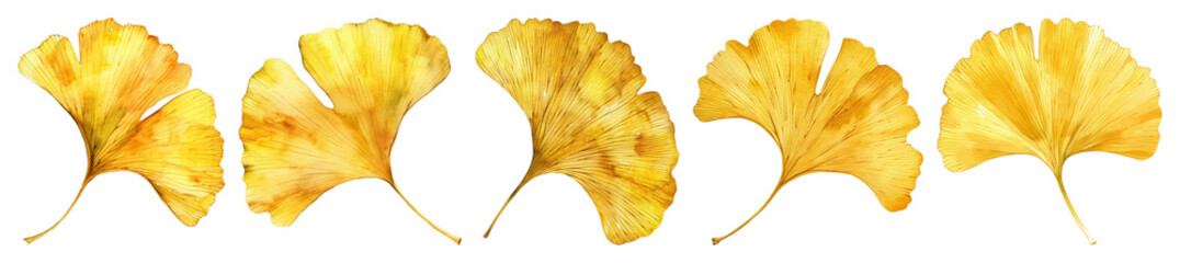 Naklejka premium PNG Golden ginkgo leaves watercolor art, element set on transparent background