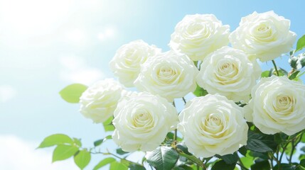 A cluster of creamy white roses, lush green foliage, and a bright, sunny sky create a cheerful, vibrant image