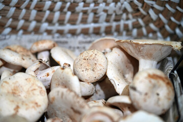 Lactarius piperatus