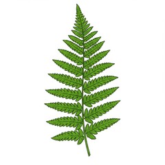 Detailed Green Fern Leaf Illustration on White Background