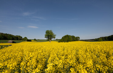 Obraz premium Landscape shot with bright yellow rape in Bavaria. The sun is shining in the blue sky.
