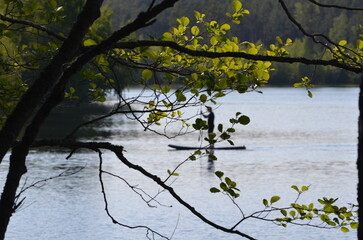Aspen branches. A young tree grows on the shore of a forest lake. It has a dark trunk and curved long branches with green leaves growing on them. In the distance is a forest and a surface of water.