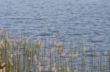 Reeds grow in water. Summer evening near a forest lake, reeds grow in the water near the shore on thin long stems, ripe yellow inflorescences of the plant rise. They sway in the wind.