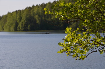 Trees on the shore of the lake. Summer day near a forest lake. Trees with long curved branches grow...