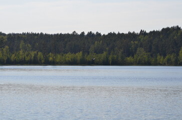 Forest lake under the clouds. On a sunny summer day, small cirrus clouds hang in the light blue sky. Below them is a lake with blue transparent water. A coniferous forest grows on the shore of lake.