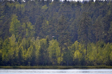 Forest lake under the clouds. On a sunny summer day, small cirrus clouds hang in the light blue sky. Below them is a lake with blue transparent water. A coniferous forest grows on the shore of lake.