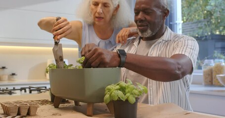 On kraft paper kitchen counter, diverse couple potting basil seedlings in planter preparing herbs - Powered by Adobe