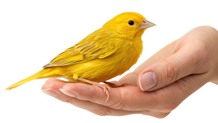 hand gently holds a small yellow bird isolated on white