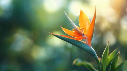 Striking bird of paradise flower basking in the soft glow of natural light