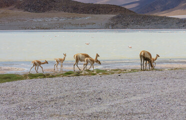 Vicuna