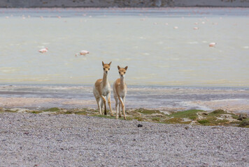 Vicuna