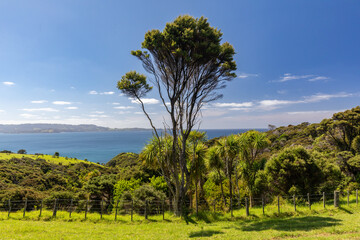 Obraz premium A classic New Zealand coastal landscape featuring native Manuka trees, green pastures, a fence, and the ocean on a sunny day. Tawharanui, Warkworth, Auckland, New Zealand