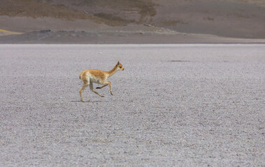 Vicuna