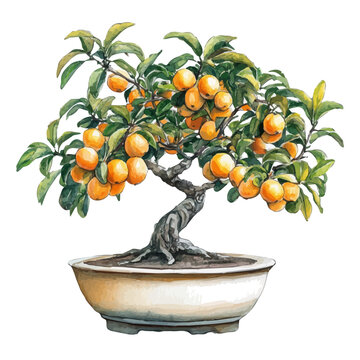 A Loquat Bonsai, watercolor painting vector, high quality, isolated on a white background.