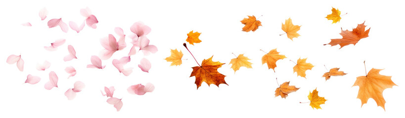 Fototapeta premium PNG Petals and leaves falling gracefully, element set on transparent background