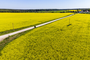 Country road through colorful rapeseed fields, aerial view
