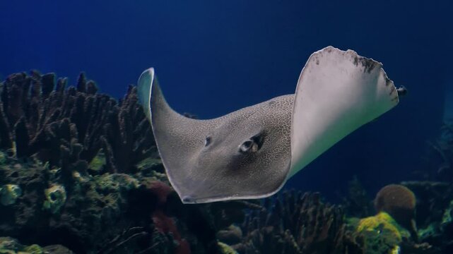  Eagle rays glide underwater in a large aquarium. Watching the behavior of stingrays