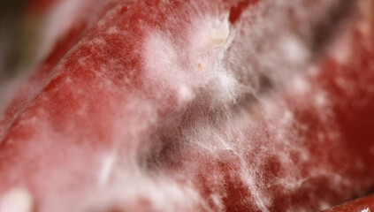 Fototapeta premium Chilli gets moldy even when its in the fridge. White fungus start the growth