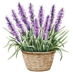 A Liatris Flower Basket, watercolor illustration vector, high quality, isolated on a white background.
