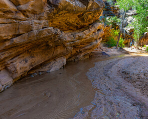 Female Hiker Wading in Cottonwood Creek, Lower Hackberry Canyon, Grand Staircase-Escalante National...